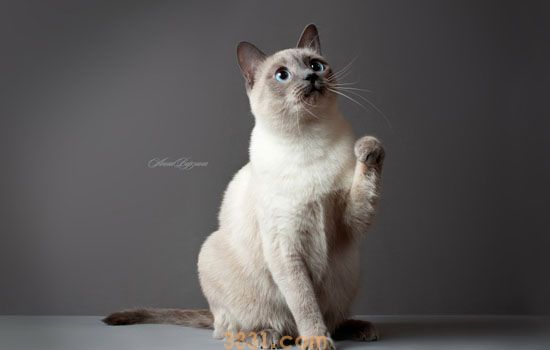 猫膀胱炎怎么治疗 猫咪膀胱炎主人得这么治疗才行啊(图1)