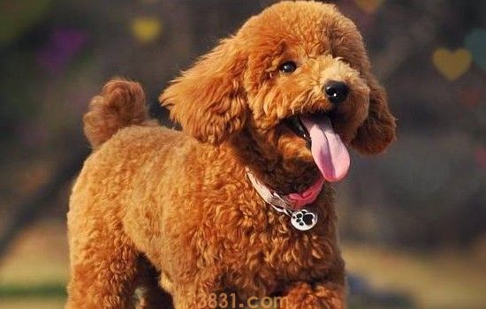 贵宾犬为什么叫泰迪犬 你知道泰迪名字的由来吗(图1)