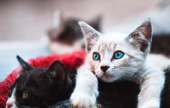 赖氨酸能治猫鼻支吗 猫咪补充赖氨酸的意义何在?(图2)