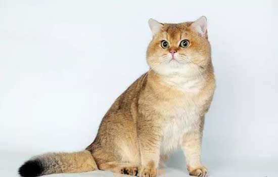 赖氨酸能治猫鼻支吗 猫咪补充赖氨酸的意义何在?(图4)