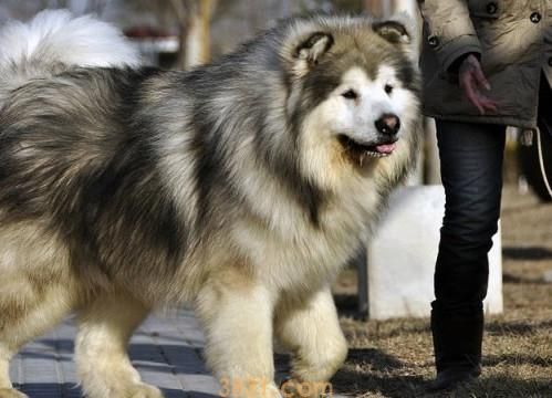 阿拉斯加狼版熊版区别 你了解阿拉斯加雪橇犬吗?(图2)