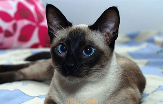 猫膀胱炎症状是什么 膀胱炎你要搞清楚原因才行啊!(图1)