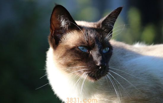 猫能吃杏吗 还敢给猫吃杏子你是怕它身体太好是吗?(图1)