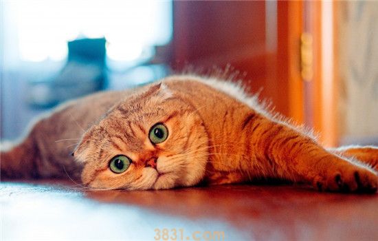 如何防止猫咪抓家具 猫咪抓家具该怎么办(图1)