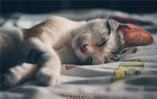 如何防止猫咪抓家具 猫咪抓家具该怎么办(图2)