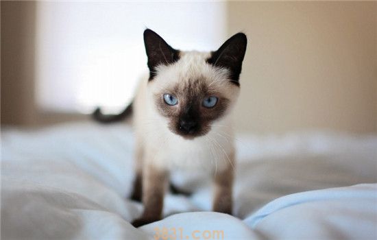猫咪喜欢睡床怎么办 怎么才能改正猫咪睡床的习惯(图2)