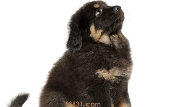 藏獒为什么不能当警犬 藏獒为什么成不了警犬(图1)