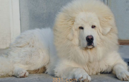 藏獒属于犬类吗 藏獒属于犬还是兽(图1)