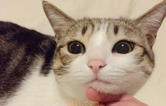 猫眼有红血丝 是什么原因(图1)