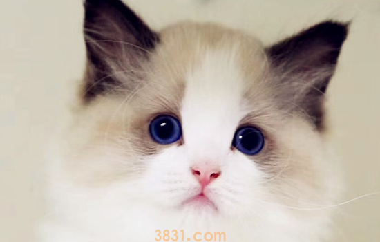 猫可以吃避孕药吗 是药三分毒,不要害了你的猫咪!(图2)
