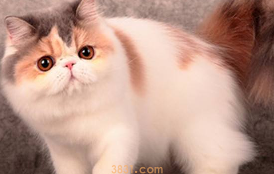 猫眼屎多是什么原因 猫眼屎多的解决方法(图2)