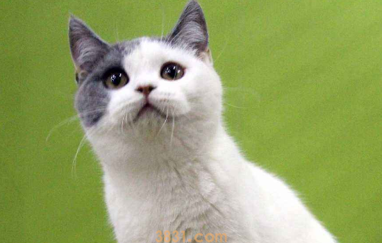 猫健康的耳朵是什么样 教你从耳屎判断猫咪健康情况(图1)
