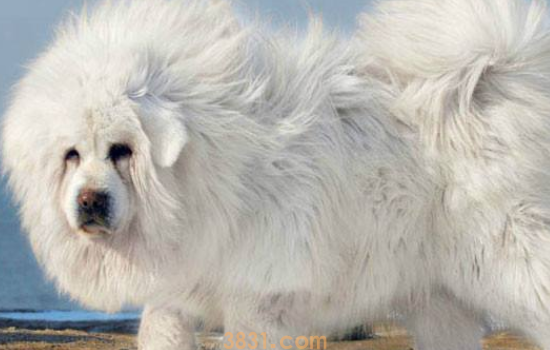 藏獒认几个主人 藏獒会认第二个主人吗(图1)