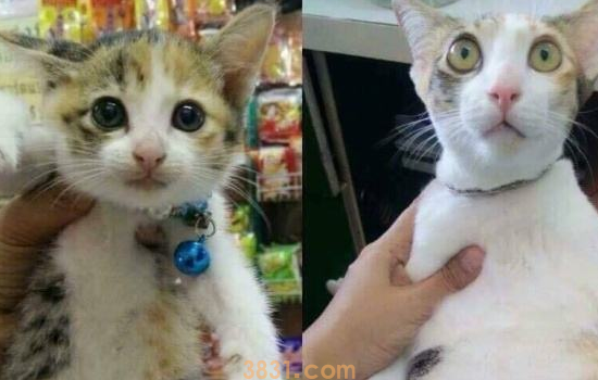 猫健康的耳朵是什么样 教你从耳屎判断猫咪健康情况(图2)