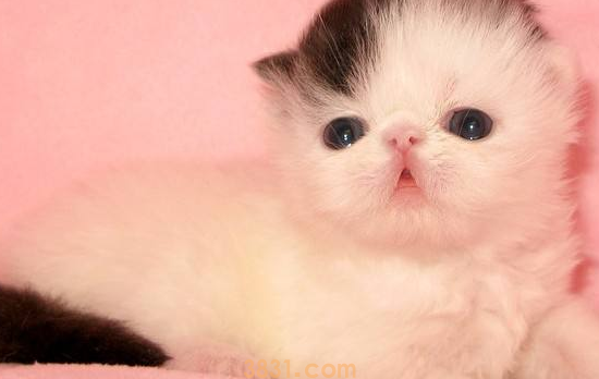 猫感染破伤风的症状 猫感染破伤风该怎么办(图1)