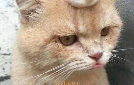 猫打喷嚏是怎么回事 猫打喷嚏的四大原因分析(图2)