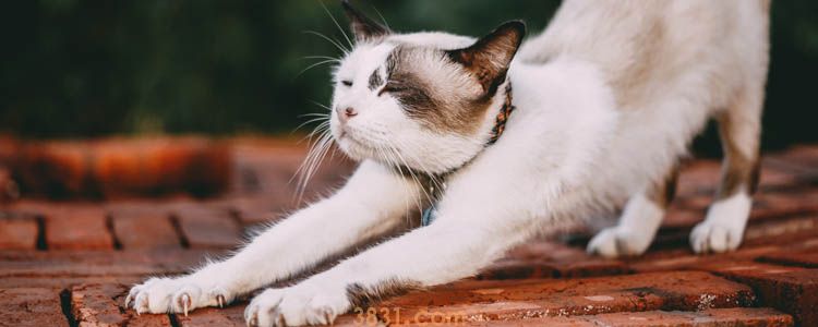 猫胸前有个骨头很突出 猫身体骨骼的结构你都没弄过明白吗(图1)