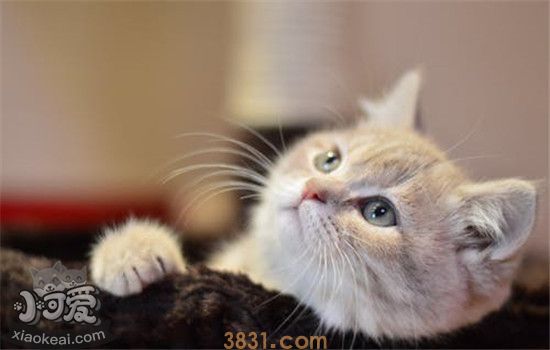猫咪生病的三大症状 作为主人千万不能忽视(图1)