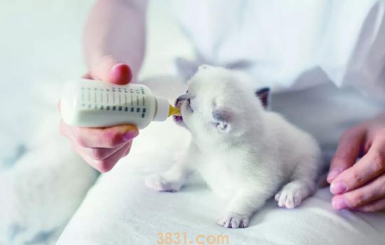猫奶粉怎么喂 猫奶粉防呛喂食攻略(图1)
