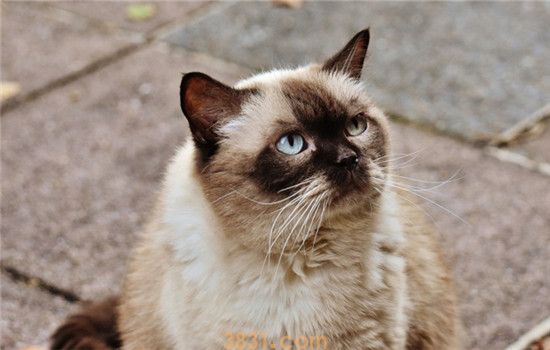 猫咪掉毛是为什么 猫咪掉毛的原因你知道吗(图1)