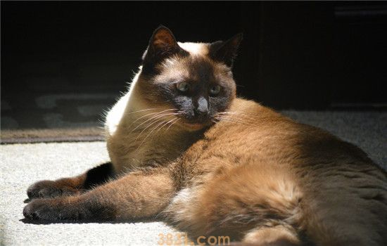 二手烟对猫咪有害吗 二手烟的危害大不大(图2)