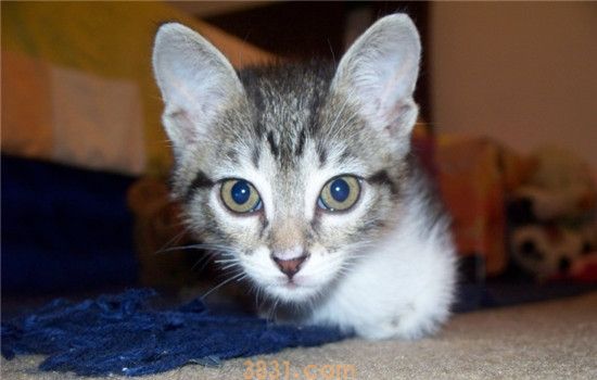 二手烟对猫咪有害吗 二手烟的危害大不大(图1)