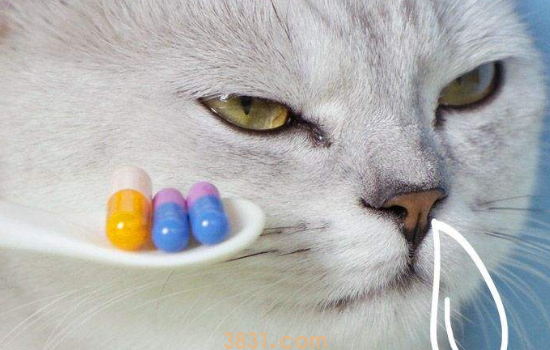 干性猫传腹什么症状 猫传腹会传染给人类吗(图1)