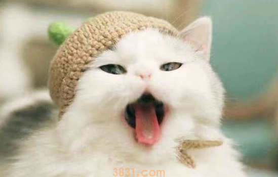 怎么给猫降温 夏天一定要注意这些!(图1)