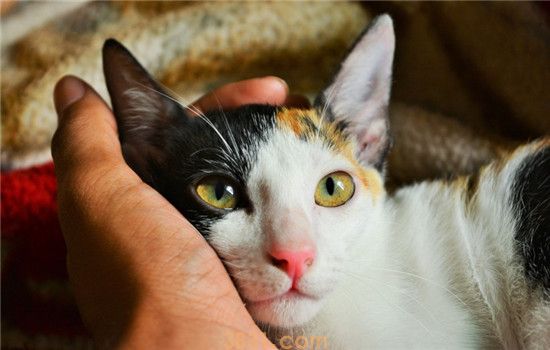 猫咪讨厌的行为 这三种行为猫咪很讨厌(图1)