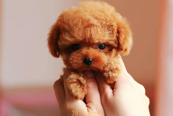 茶杯犬是怎么来的呢 用生命作为代价而存在(图2)