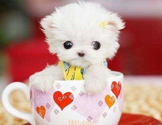茶杯犬是怎么来的呢 用生命作为代价而存在(图3)