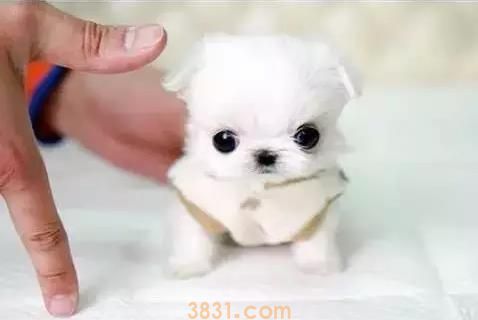 茶杯犬很萌 但背后的血腥你知道吗(图1)