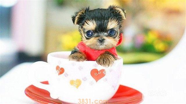 茶杯犬是怎么来的呢 用生命作为代价而存在(图4)