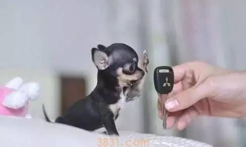 茶杯犬很萌 但背后的血腥你知道吗(图3)