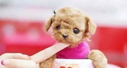 茶杯犬很萌 但背后的血腥你知道吗(图5)