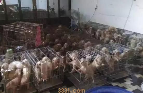 茶杯犬很萌 但背后的血腥你知道吗(图6)
