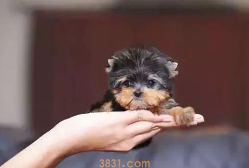 茶杯犬很萌 但背后的血腥你知道吗(图7)