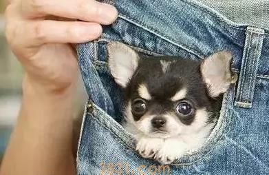 茶杯犬很萌 但背后的血腥你知道吗(图8)
