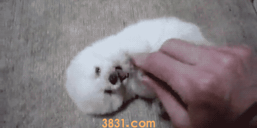 茶杯犬很萌 但背后的血腥你知道吗(图9)