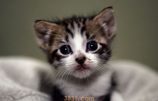 猫能吃荔枝吗 你还敢给你家猫咪吃这些东西是疯了吗?(图1)