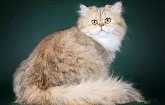 猫便秘怎么办 正确解决猫咪便秘的方法(图1)