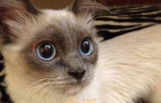 猫不出门要打疫苗吗 千万不要因为你的无知而害了猫(图1)