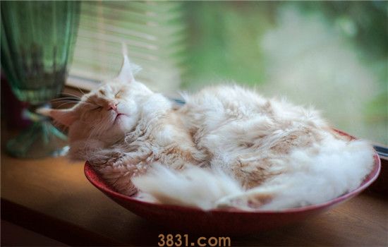 猫为什么会掉毛 猫咪掉毛的四种原因你知道吗(图1)