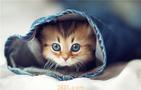 喂养小猫要注意什么 千万不要给小猫频繁喂食(图1)