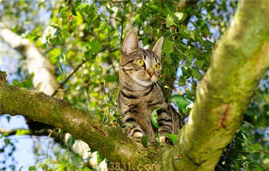什么是猫薄荷 猫咪为什么会喜欢猫薄荷(图2)