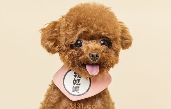 飞耳泰迪怎么配出来的 飞耳泰迪是怎么来的(图1)