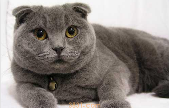 被家里养的猫咬出血了 被猫咬出血还不赶紧打针是不要命吗(图1)