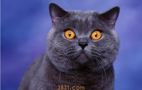 被宠物猫抓了要打针吗 被猫抓了你害怕不?(图1)