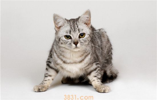 猫不能吃什么水果 不清楚千万不要随便喂食(图1)