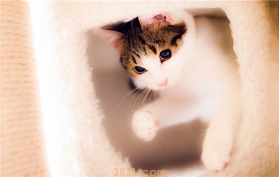 猫不能吃什么水果 不清楚千万不要随便喂食(图2)